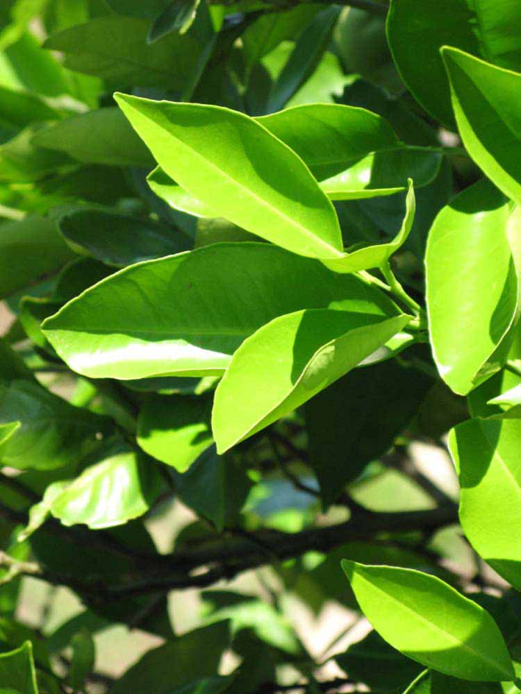              Sun leaves (Winter Haven, FL)       